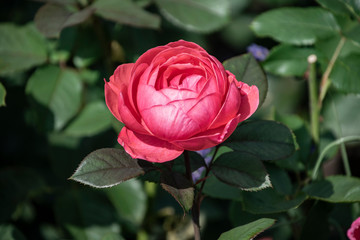 Rose flower closeup. Shallow depth of field. Spring flower of pink rose