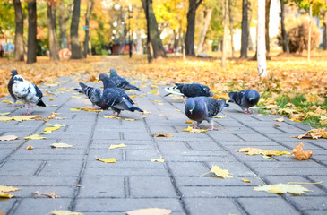 Blue, wild birds, city pigeons in the park.  Autumn, yellow leaves.
