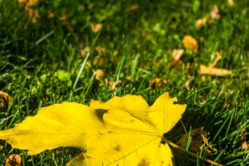 landscape of early autumn, the old Park, trees, green grass, bright red and yellow leaves
