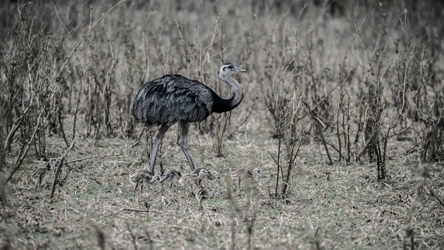 Greater Rhea with chicks, Rhea americana, Pantanal,Brazil