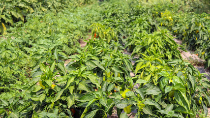 A bushs of sweet green pepper growing in the garden under the sun