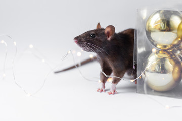 grey rat (symbol of new year 2020) in Christmas decorations