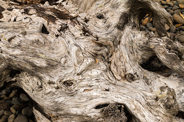 Ecola State Park Driftwood