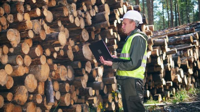 Male engineer with a laptop is looking at felled timber