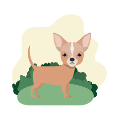 cute chihuahua dog on white background