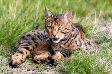 Naklejka na ściany i meble Bengal cat yawning, lying in the garden, beautiful portrait of a pet