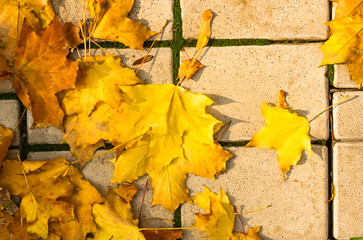 Urban Autumn landscape - yellow autumn leaves on paving tile