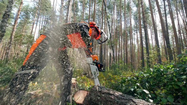 The tree is getting sawn by a male worker with a chainsaw