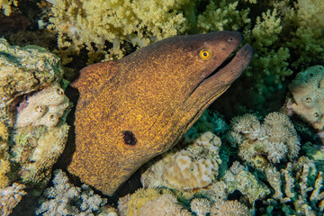 Moray eel Mooray lycodontis undulatus in the Red Sea, eilat israel