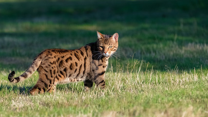 Bengal cat standing in the garden, beautiful portrait of a pet