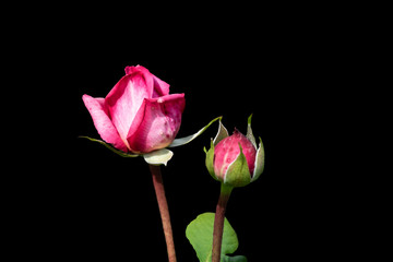 Beautiful big pink roses isolated on black background. Delicate rose macro.