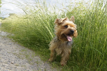 Yorkshire Terrier Hund wartet auf einem Feldweg im Gras mit ausgestreckter Zunge