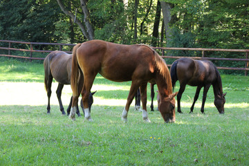 beautiful horses grazing eat grass on a background of green forest