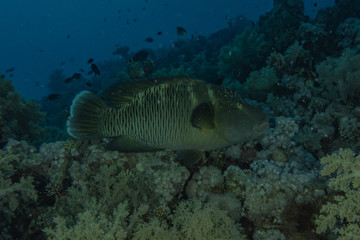 Fish swim in the Red Sea, colorful fish, Eilat Israel