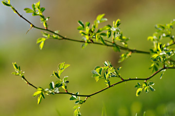 Grüner Ast mit jungen Blättern im Frühling aufblühen