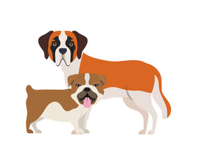 cute and adorable dogs on white background