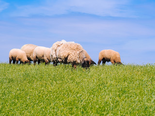 Fototapeta premium A herd of cute little lambs and sheep on fresh green meadow in the dutch dike. Animals walk on field and eats grass. Sheep grazing stream landscape. Spring views
