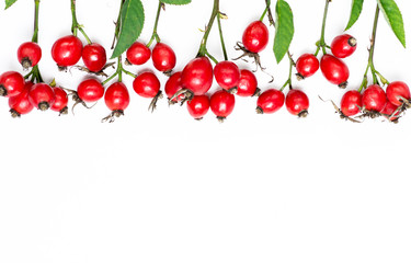 rose hip branch Rosa canina isolated on white