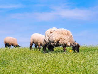 A herd of cute little lambs and sheep on fresh green meadow in the dutch dike. Animals walk on field and eats grass. Sheep grazing stream landscape. Spring views