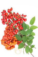 rose hip branch Rosa canina isolated on white