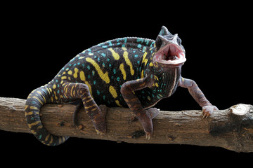 Beautiful Chameleon veiled female on branch with black background, animal closeup
