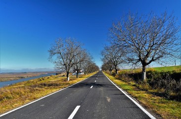 Fototapeta premium a road with leafless trees