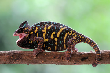 Beautiful Chameleon veiled female on branch, animal closeup