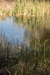 reeds in lake