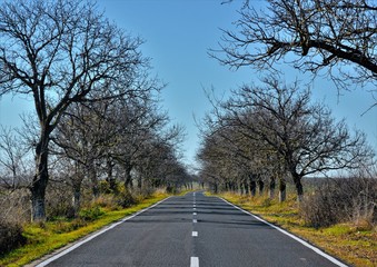 Fototapeta premium a road with leafless trees