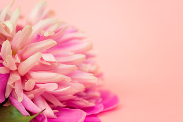 Pink peony flower on pink pastel background close up. There is a place for text.