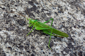 A large locust sits on a gray stone