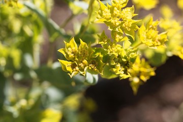 Flower of a narrow-leaved thorough-wax, Bupleurum rotundifolium.