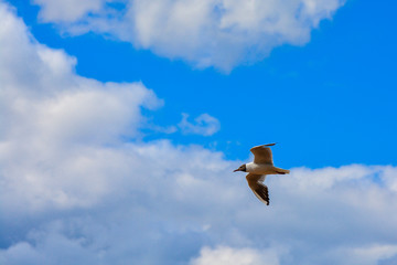 White seagull against the sky with clouds. Copy space. concept sea cruise, travel, freedom, flight.