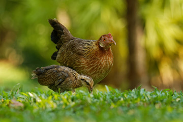 Red Junglefowl - Gallus gallus  tropical bird in the family Phasianidae. It is the primary progenitor of the domestic chicken (Gallus gallus domesticus)