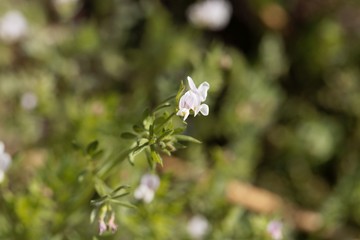 Flower of a serradella, Ornithopus sativus.