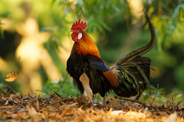 Red Junglefowl - Gallus gallus  tropical bird in the family Phasianidae. It is the primary...