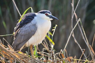 Black-crowned night heron (Nycticorax nycticorax), or black-capped night heron, commonly shortened to just night heron in Eurasia
