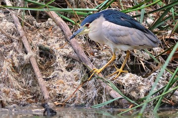 Black-crowned night heron (Nycticorax nycticorax), or black-capped night heron, commonly shortened to just night heron in Eurasia