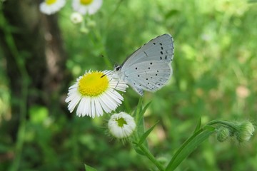 Beautiful polyommatus butterfly on erigeron flower in the meadow, closeup