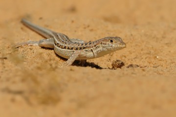 Spiny-footed Lizard - Acanthodactylus erythrurus  species of lizard in the family Lacertidae. The species is endemic to northwestern Africa and the Iberian Peninsula