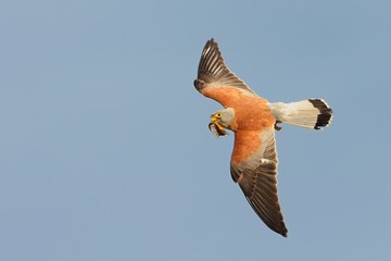 Lesser Kestrel - Falco naumanni small falcon,s breeds from the Mediterranean, Afghanistan and Central Asia, to China and Mongolia, summer migrant, wintering in Africa and Pakistan.