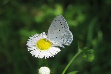 Beautiful polyommatus butterfly on erigeron flower in the meadow, closeup