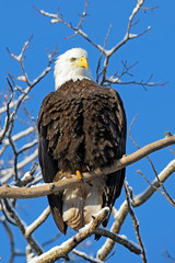 Bald Eagle sitting in tree, looking down.