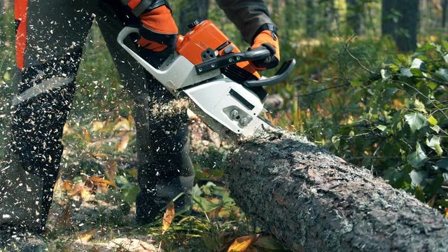 Tree trunk is getting sawn by lumberjack