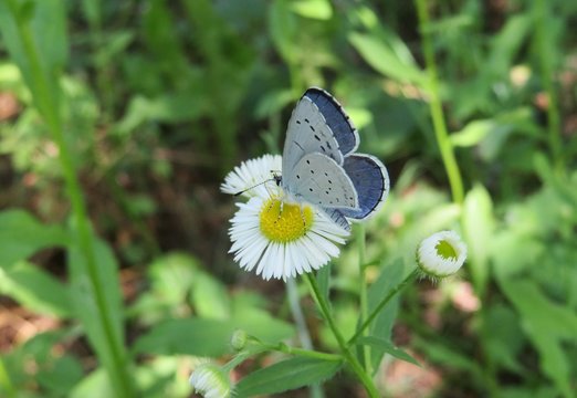 Blue polyommatus butterfly on erigeron flowers in the meadow, closeup