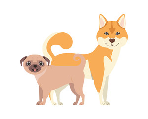 cute and adorable dogs on white background
