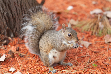 Cute little Grey Squirrel in urban garden