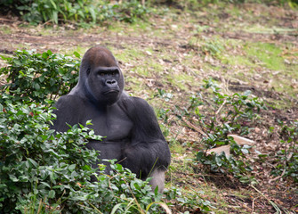 Silver back Lowland Male Gorilla