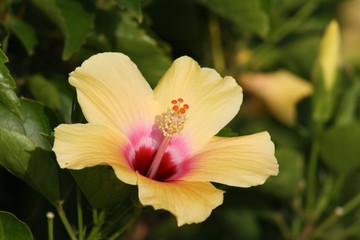 Flor amarilla en la isla de Lanzarote