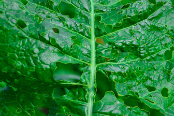 Obraz premium Leaf with holes eaten by pests. Selective focus. Abstract nature background.